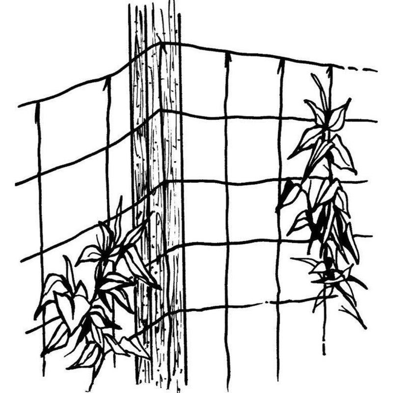 Luster Leaf 869 Vine and Veggie Trellis Net, Green, 5-Feet by 30-Feet - Image 2